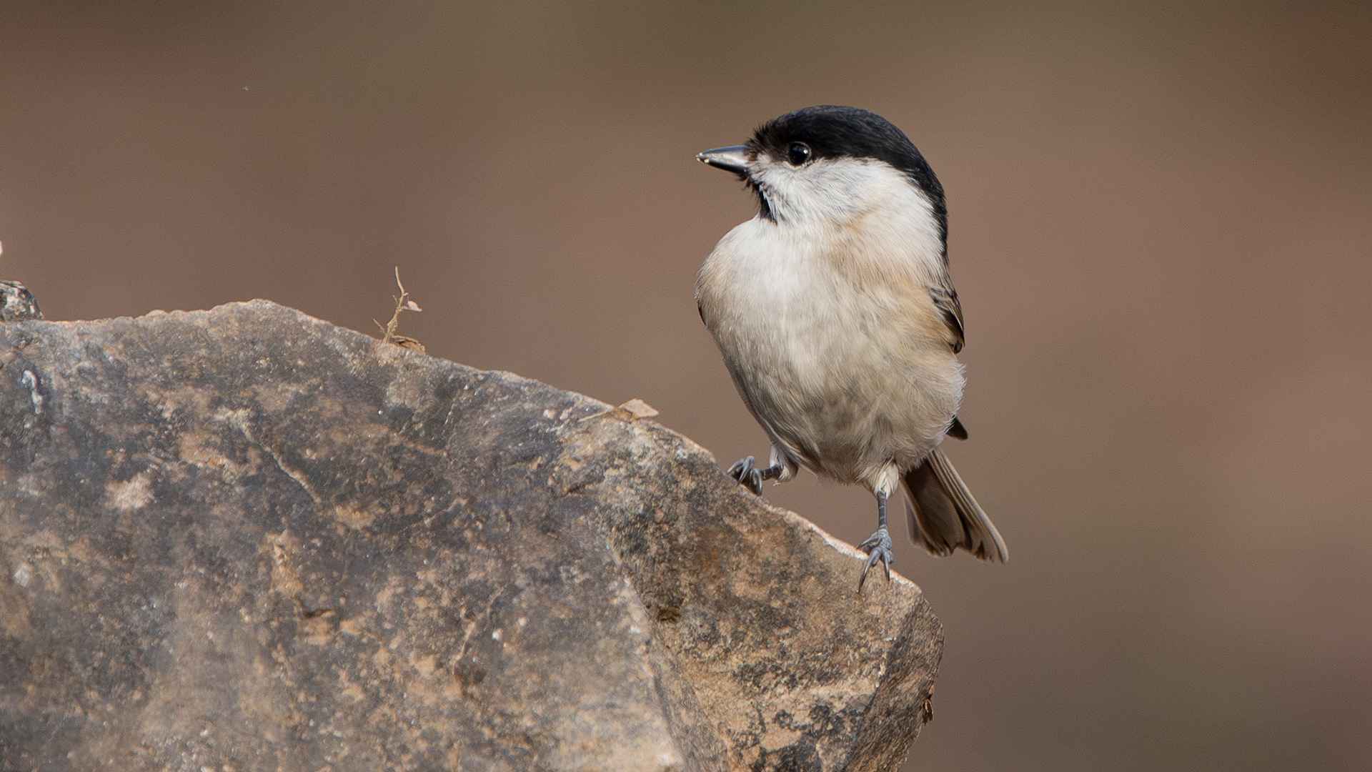 Marsh Tit